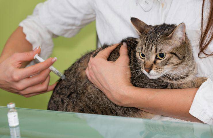 Veterinario vaccina gatto