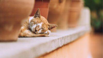 Quante ore dorme un gatto