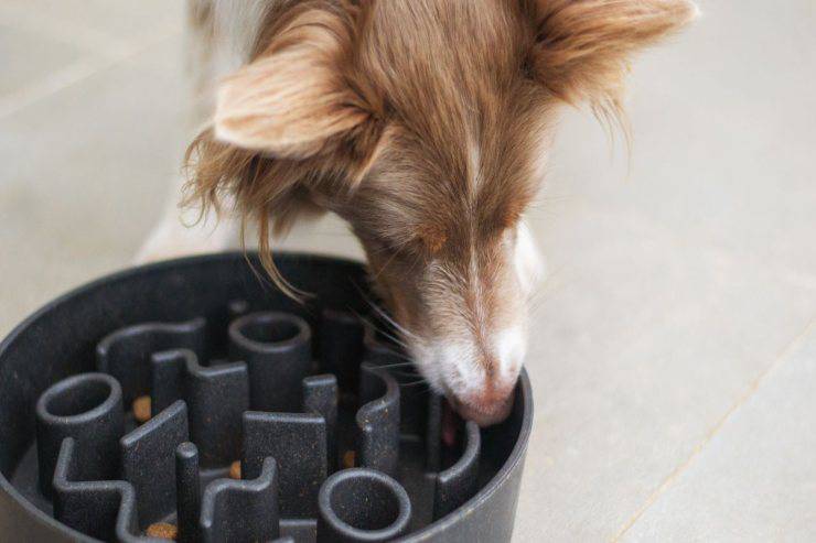 Fido non mangia dalla ciotola