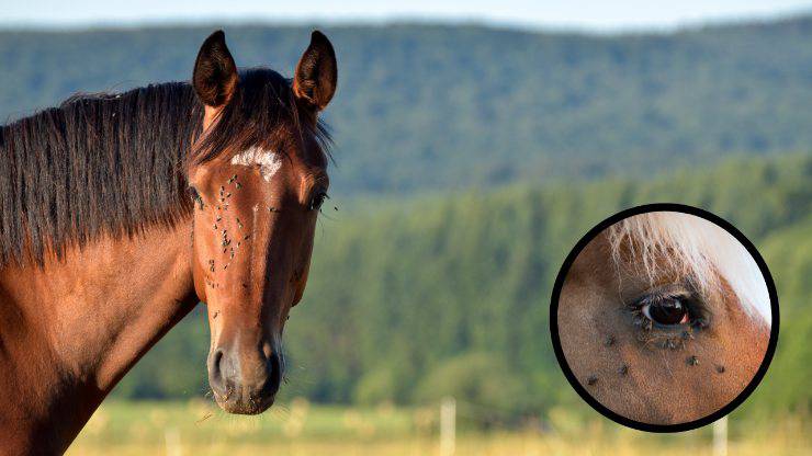 insetti sul cavallo