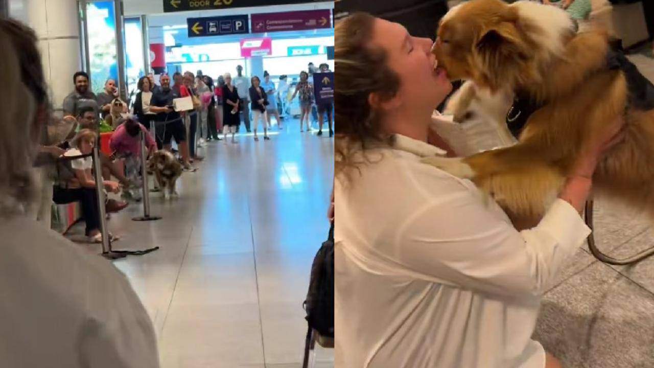 Cane saluta il suo umano all'aeroporto: la sua adorabile reazione è virale