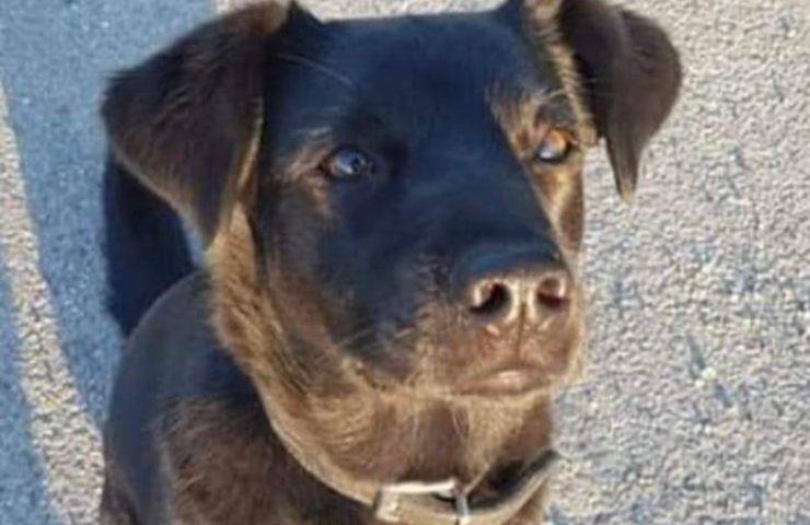 cane smarrito due anni fa toscana