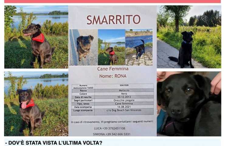 cane smarrito toscana post facebook