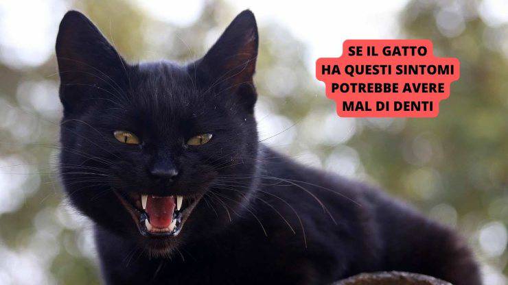 gatto nero aggressivo
