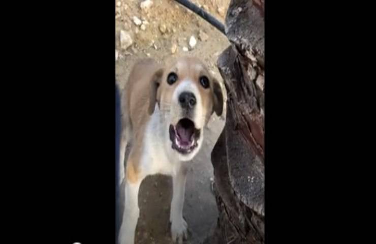 Cucciolo abbandonato grida dal dolore