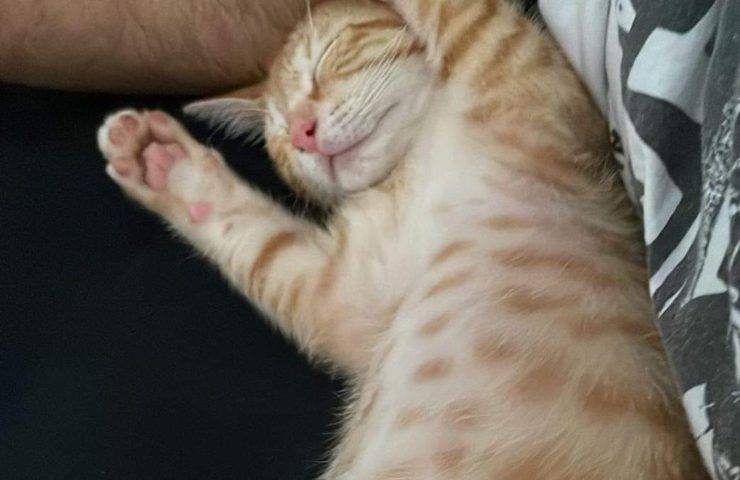 gatto cerca casa roma