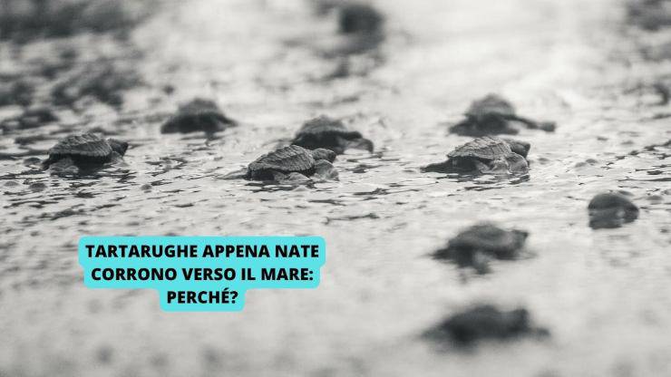 tartarughe appena nate