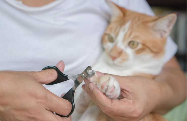 Tagliare le unghie al gatto