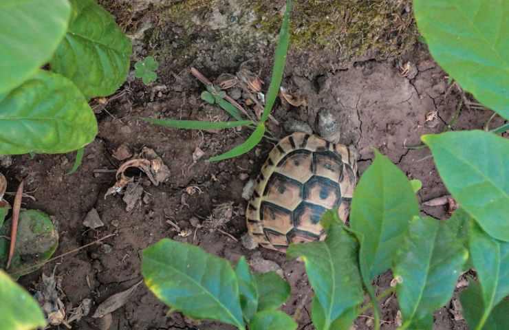 Tartaruga tra le foglie