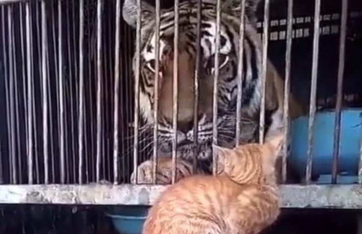 Tigre osserva gattino