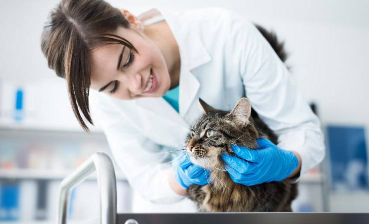 gatto e veterinario