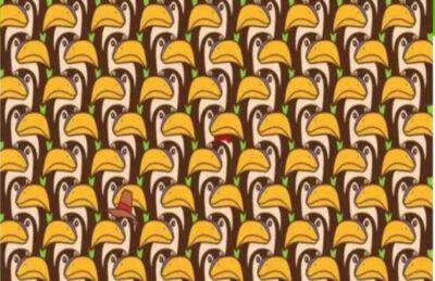 Trova l'intruso tra i tucani