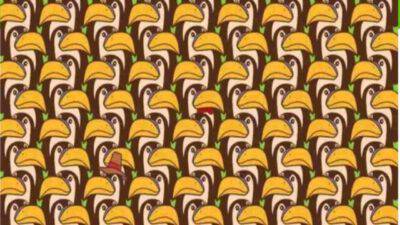 Trova l'intruso tra i tucani