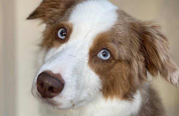 cane triste Brescia Hachiko