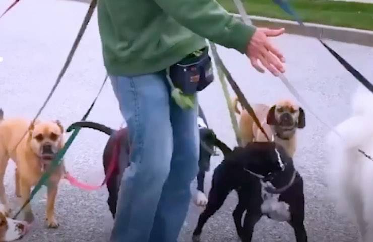 cani eseguono cambio direzione 