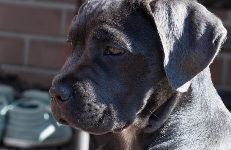 cagnolina roma oipa appello 