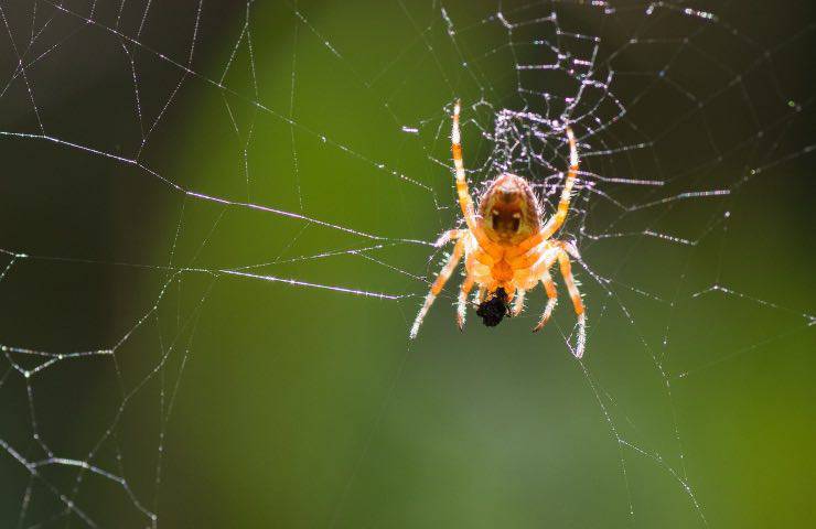 ragno foresta salvaguardare biodiversità 