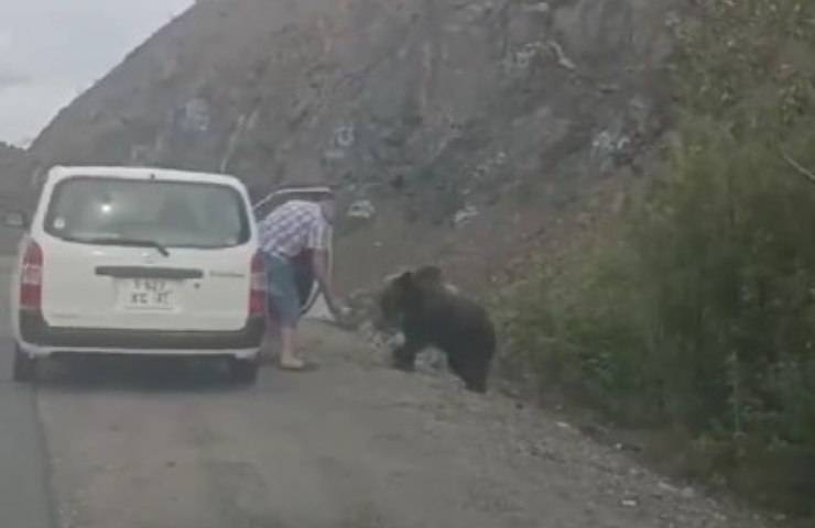uomo incontra orso in strada