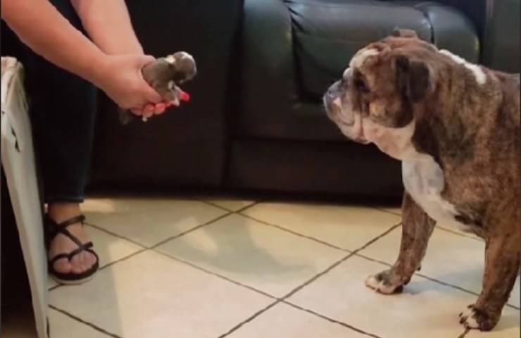 cane vede cucciolo per prima volta