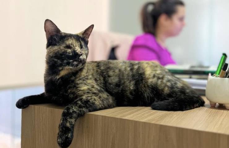 gatto clinica specializzata Brasile 