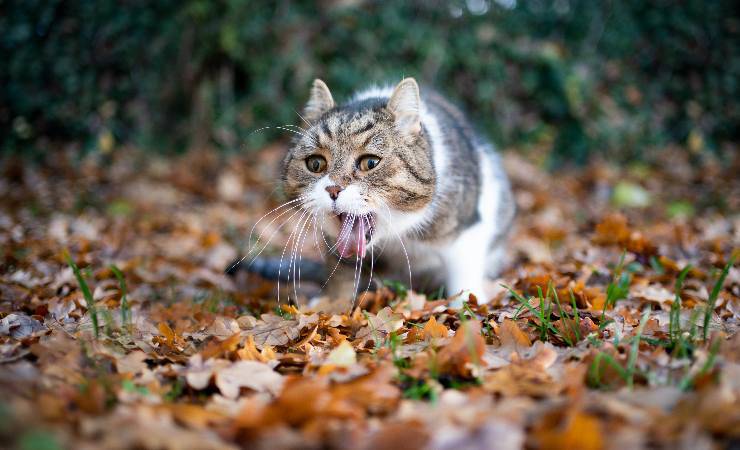 gatto che vomita