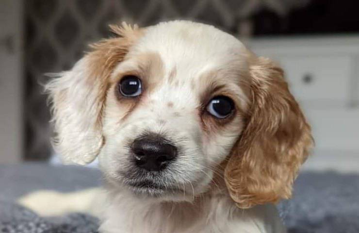 Cagnolina abbandonata in un cassonetto