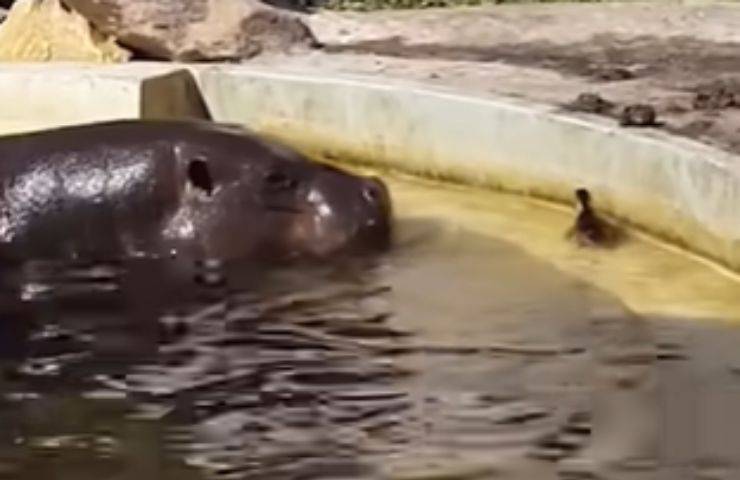 anatroccolo ippopotami aiutano piccolo