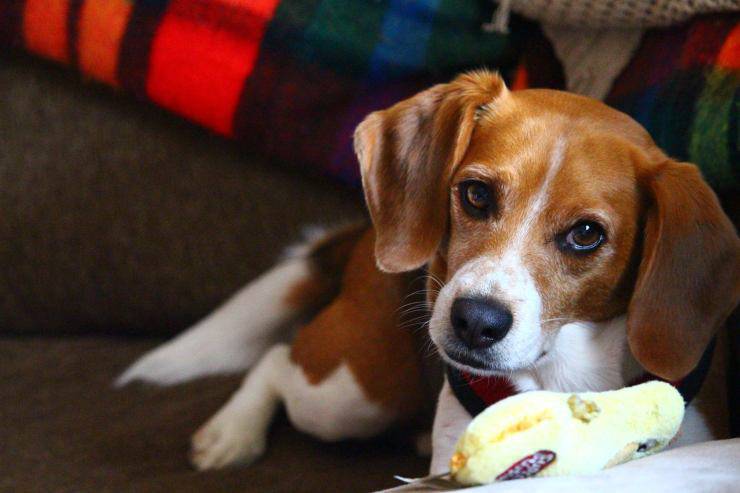 beagle gioca 