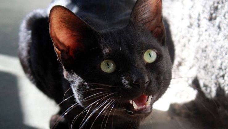 gatto nero agitato 