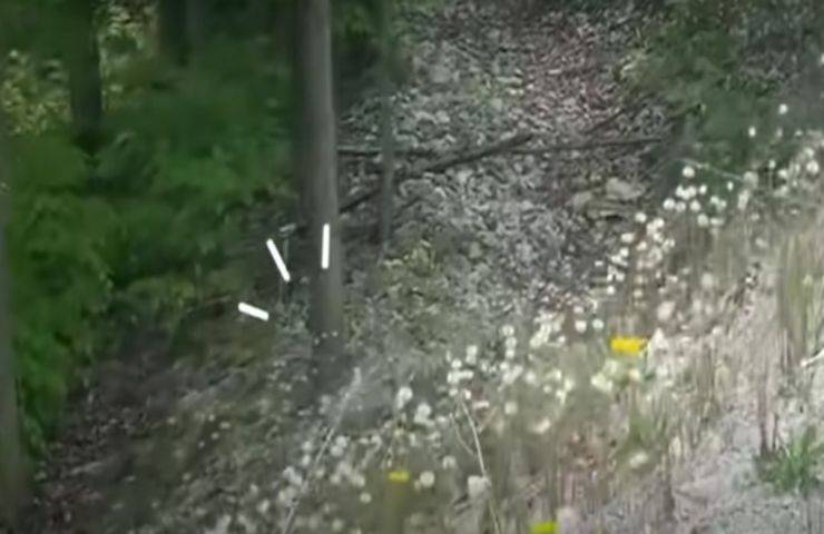 Durante una passeggiata in un bosco sentono dei guaiti,