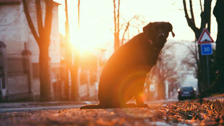 cane abbandonato per strada 