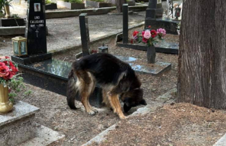 cane cimitero abbandonato cibo
