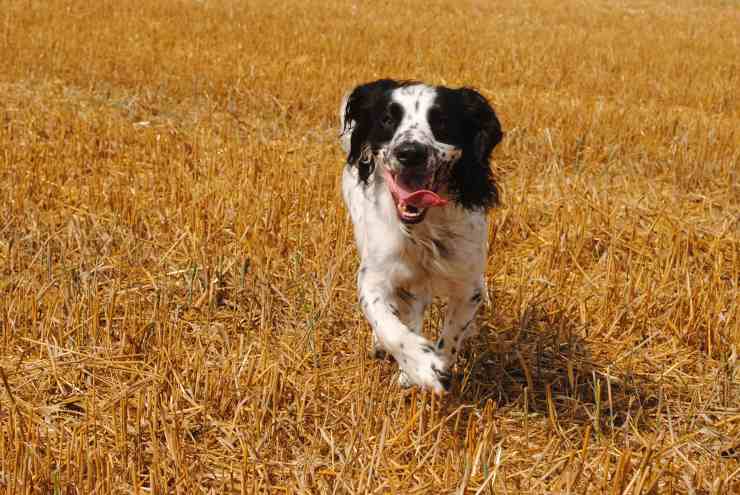 cane corre verso il padrone 