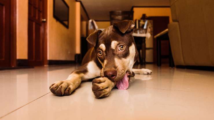 Cane lecca a terra