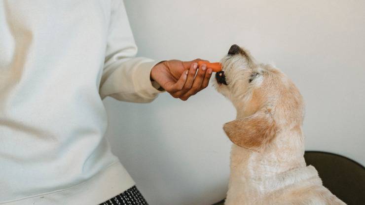 cane mangia carota 