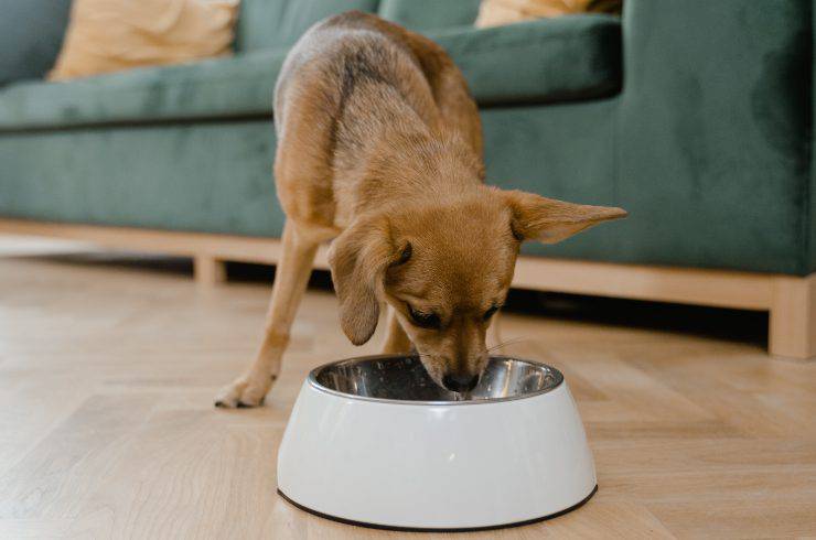 cane mangia dalla ciotola 