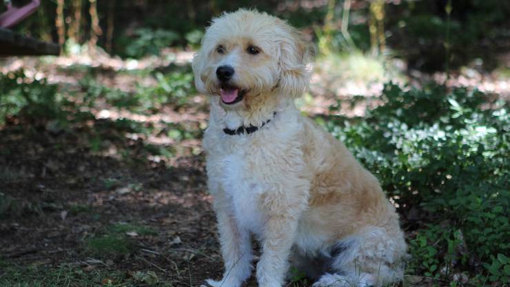 cane nel bosco 