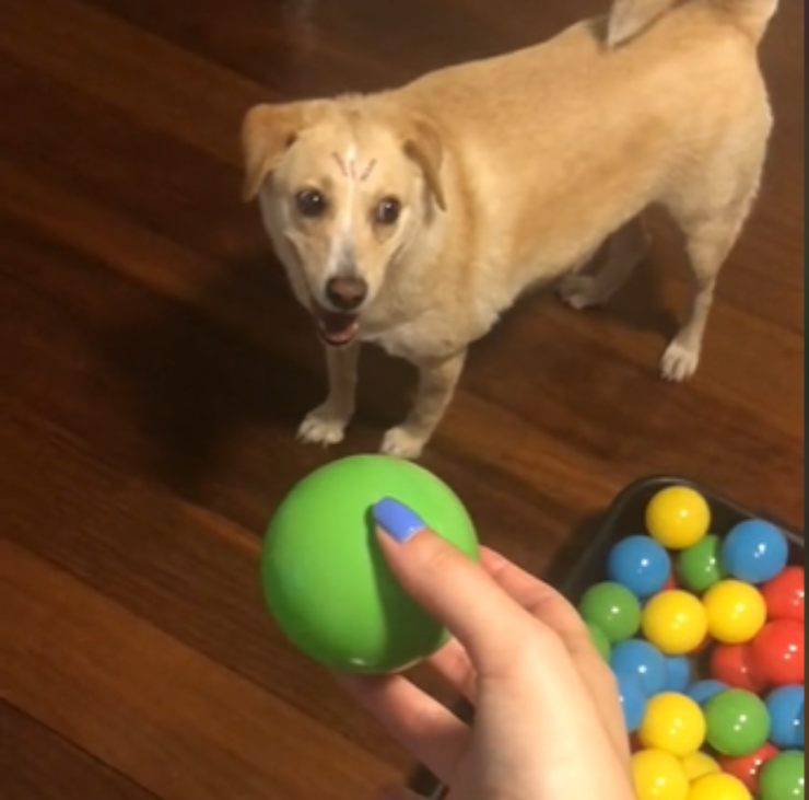 palline giocattolo cagnolina gravidanza