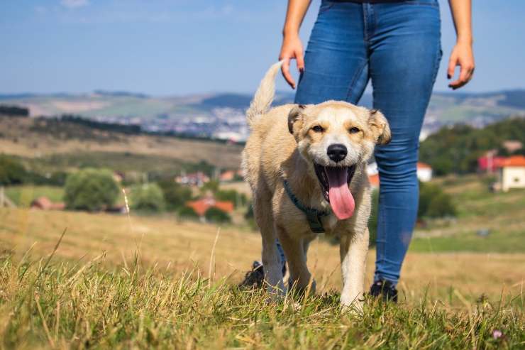 cane passeggiata 