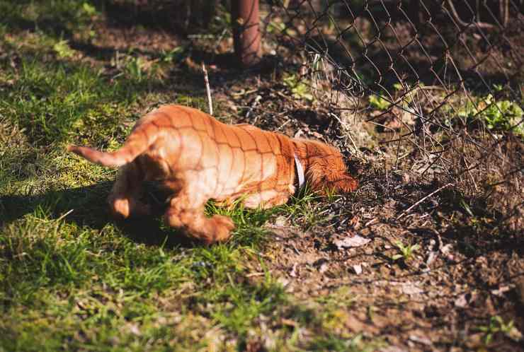 cane scava in giardino