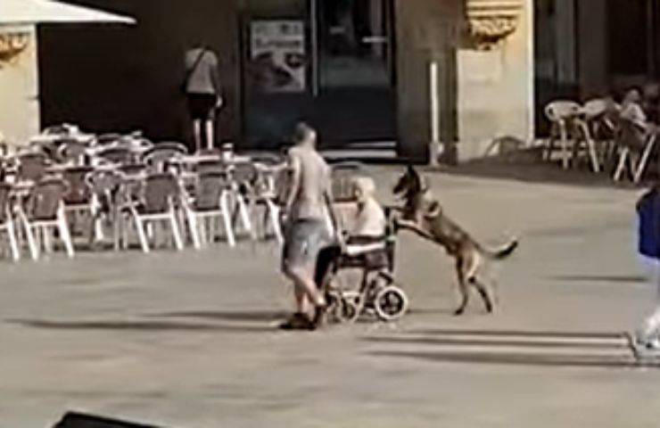 sedia rotelle umana cagnolino