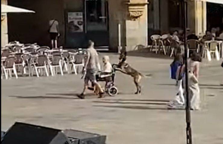 sedia rotelle aiuta video