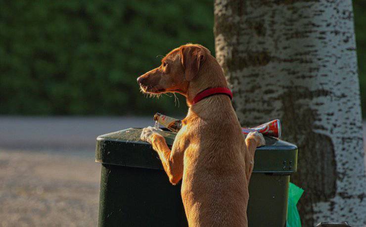 cane vicino alla spazzatura 