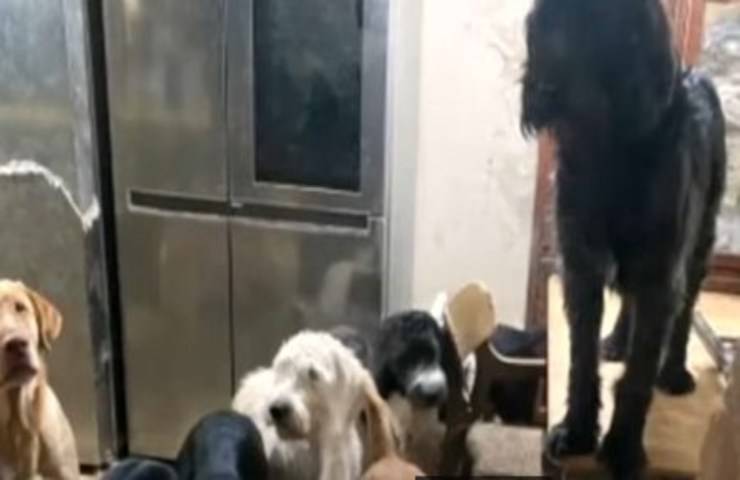 18 cani ammassati tutti in una casa