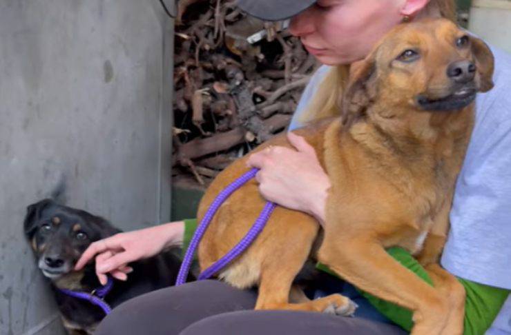 sudafrica cani terrorizzati fidarsi