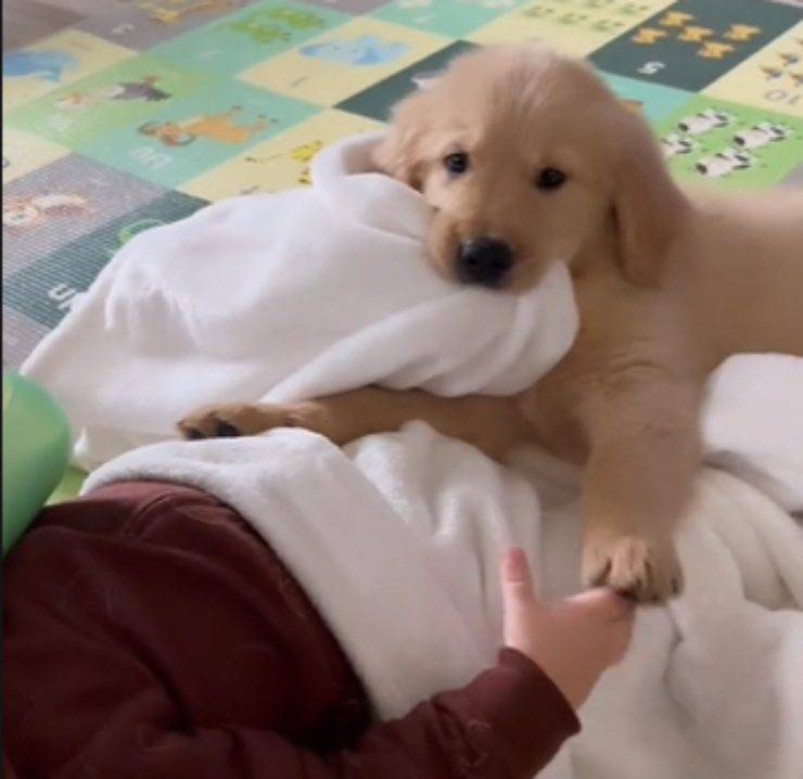 coperta cucciolo cagnolino rimbocca