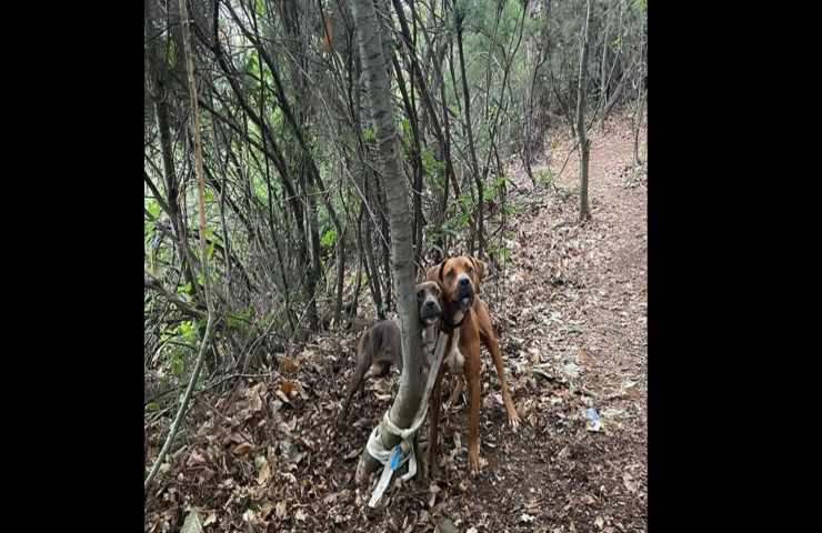 Abbandonati nel bosco legati ad un albero