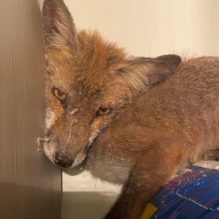 cucciolo volpe entrato casa