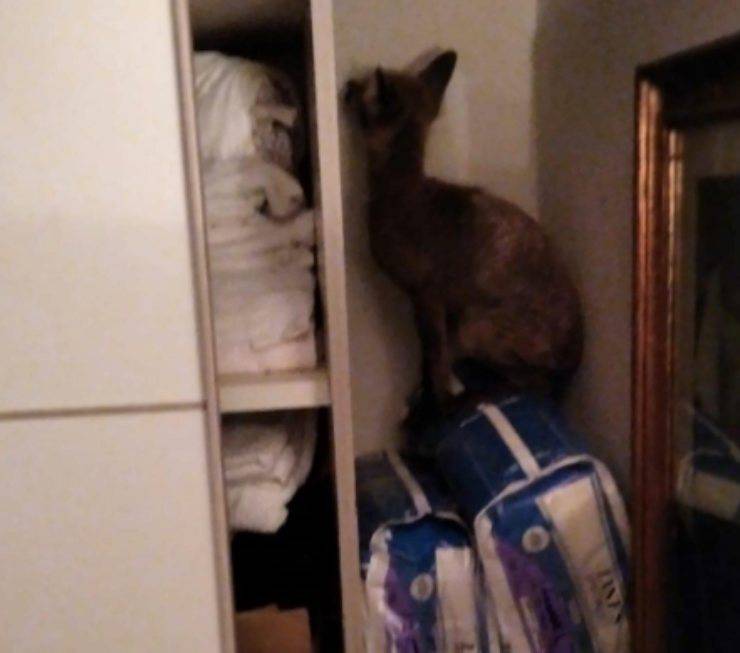 cucciolo volpe terrorizzato ritrovamento