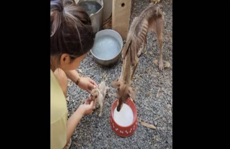 Mamma e figlio randagi ridotti pelle e ossa